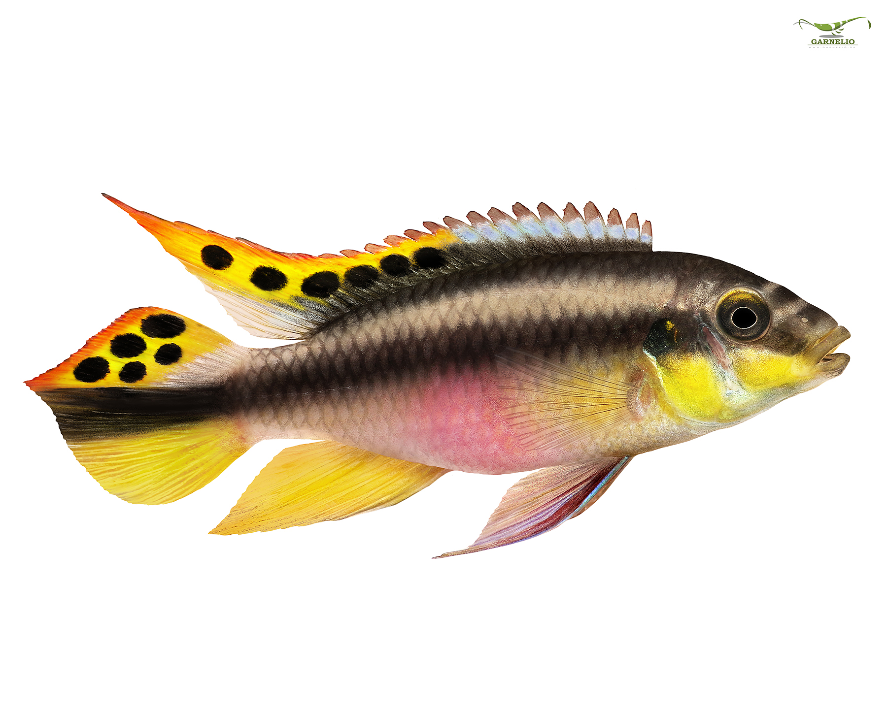 Pelvicachromis pulcher Purple Tilapia Pair Care Guide